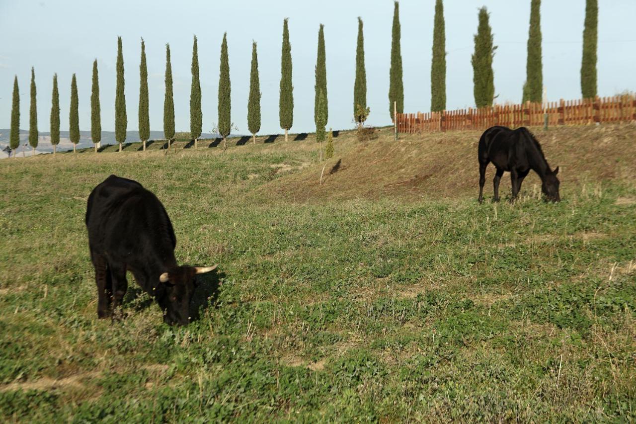 הוילה Castiglione dʼOrcia La Tana Del Bianconiglio מראה חיצוני תמונה