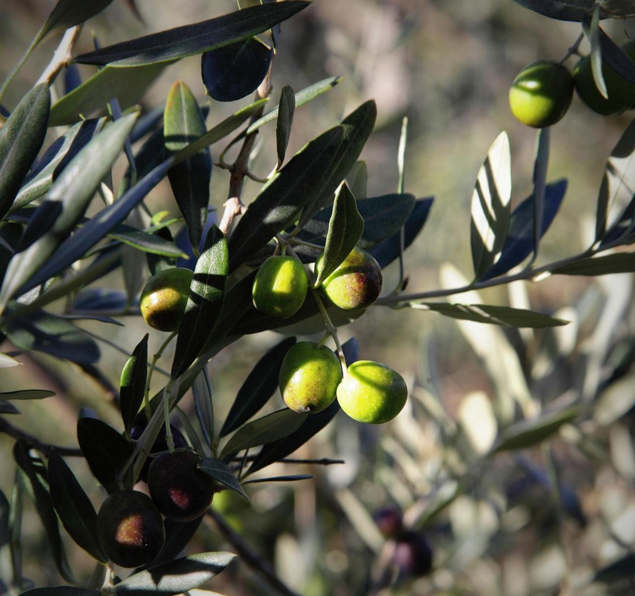 הוילה Castiglione dʼOrcia La Tana Del Bianconiglio מראה חיצוני תמונה